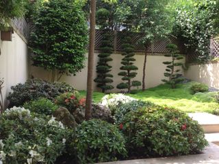 Japanese garden ideas: ground cover plants used as an alternative to lawn