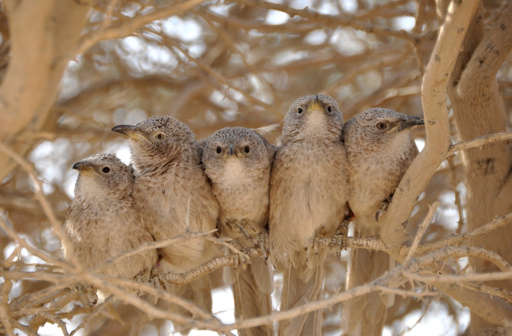 Birds preen during a border confrontation with other birds
