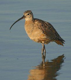 Eskimo curlew