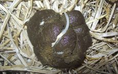 pinworms in horses dung