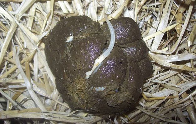 pinworms in horses dung