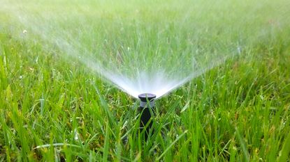 watering the lawn with a sprinkler