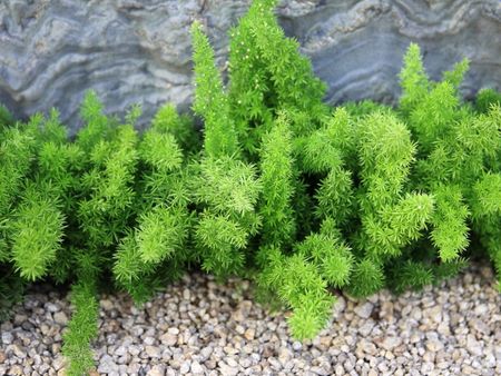 Foxtail Asparagus Ferns