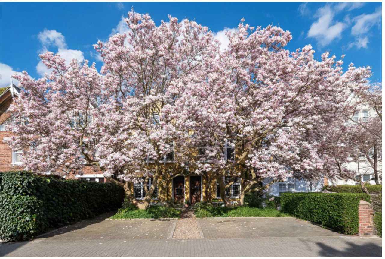 Images of the lovely Deodar Road in Putney