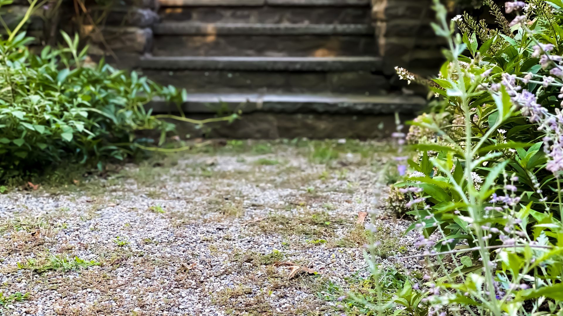 picture of home entryway with weeds and plants overgrown