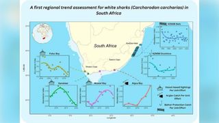 Shark trends in South Africa.