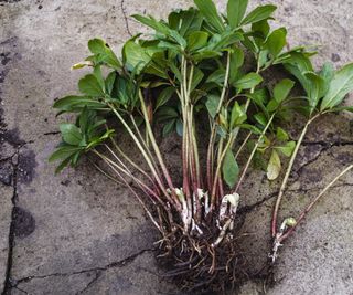 Hellebore division showing roots