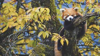 Red Panda