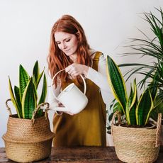 Young woman watering snake plants.