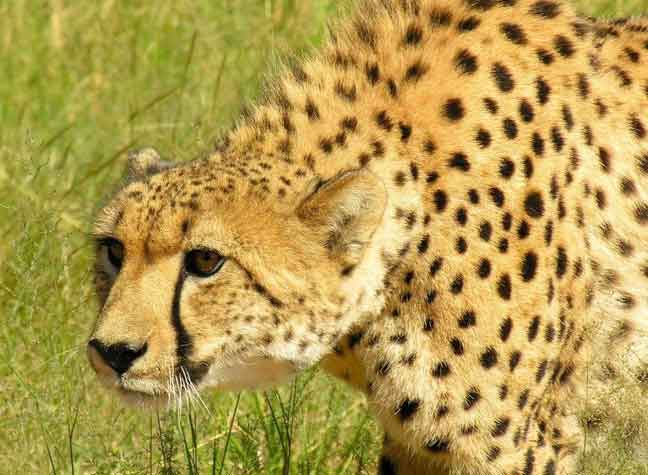 Days Out With The Kids: Chester Zoo, Cheshire