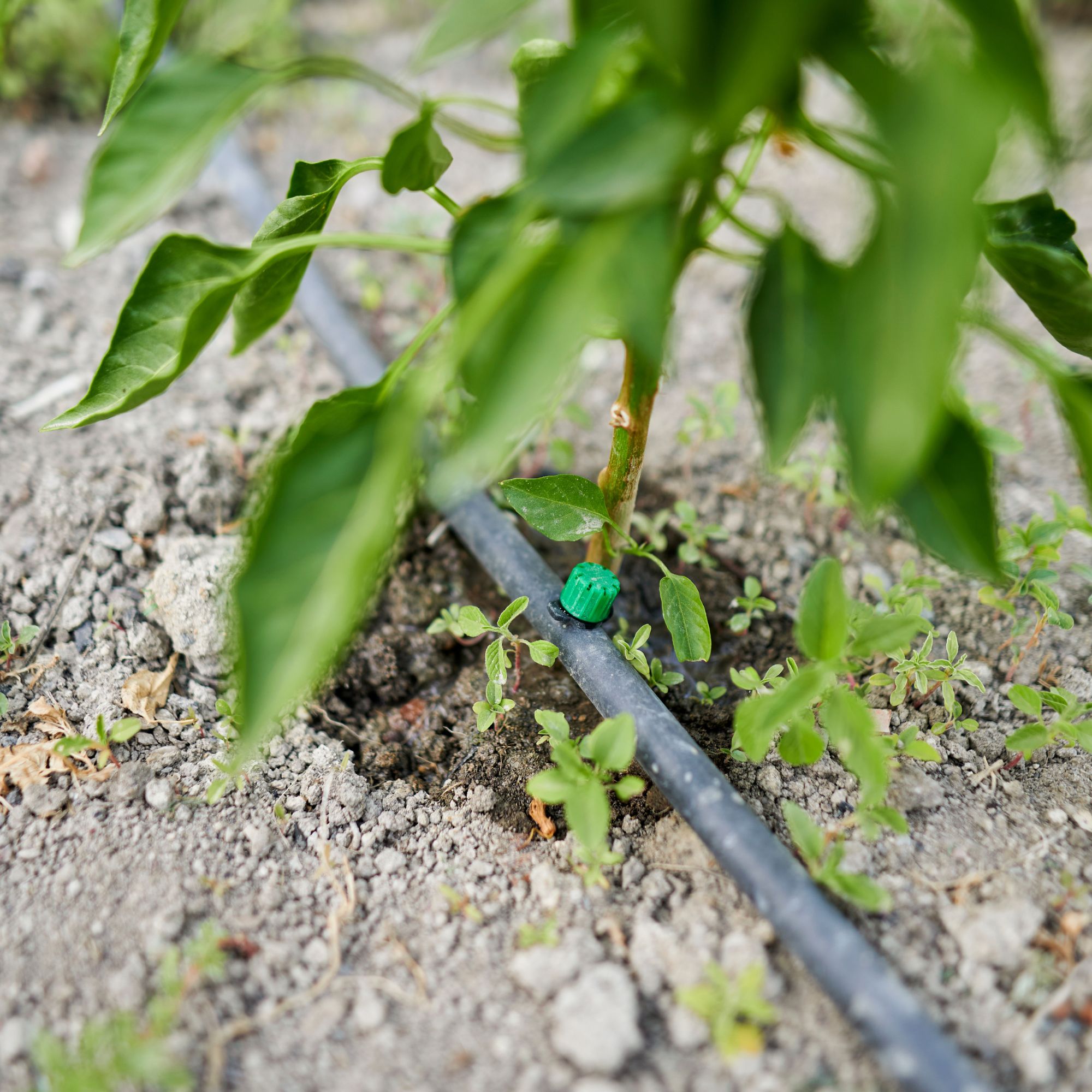 Drip watering irrigation system