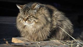 Fluffy Siberian cat sitting outside