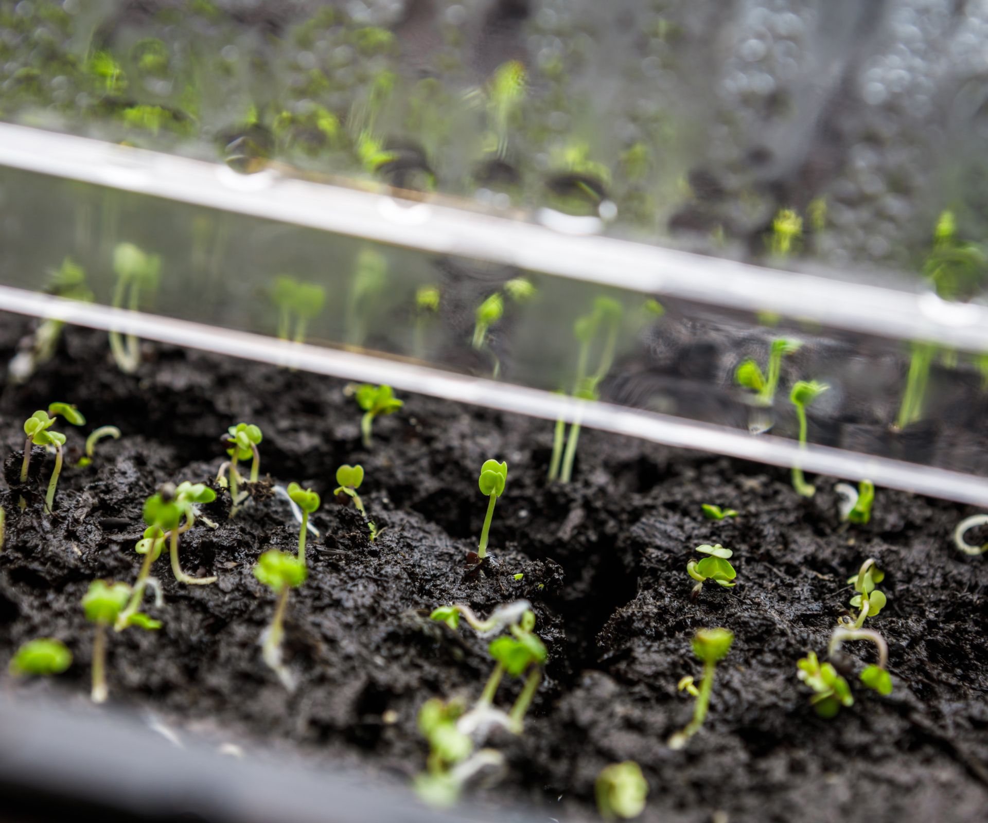 How to increase humidity for indoor plants: 5 expert methods | Homes ...