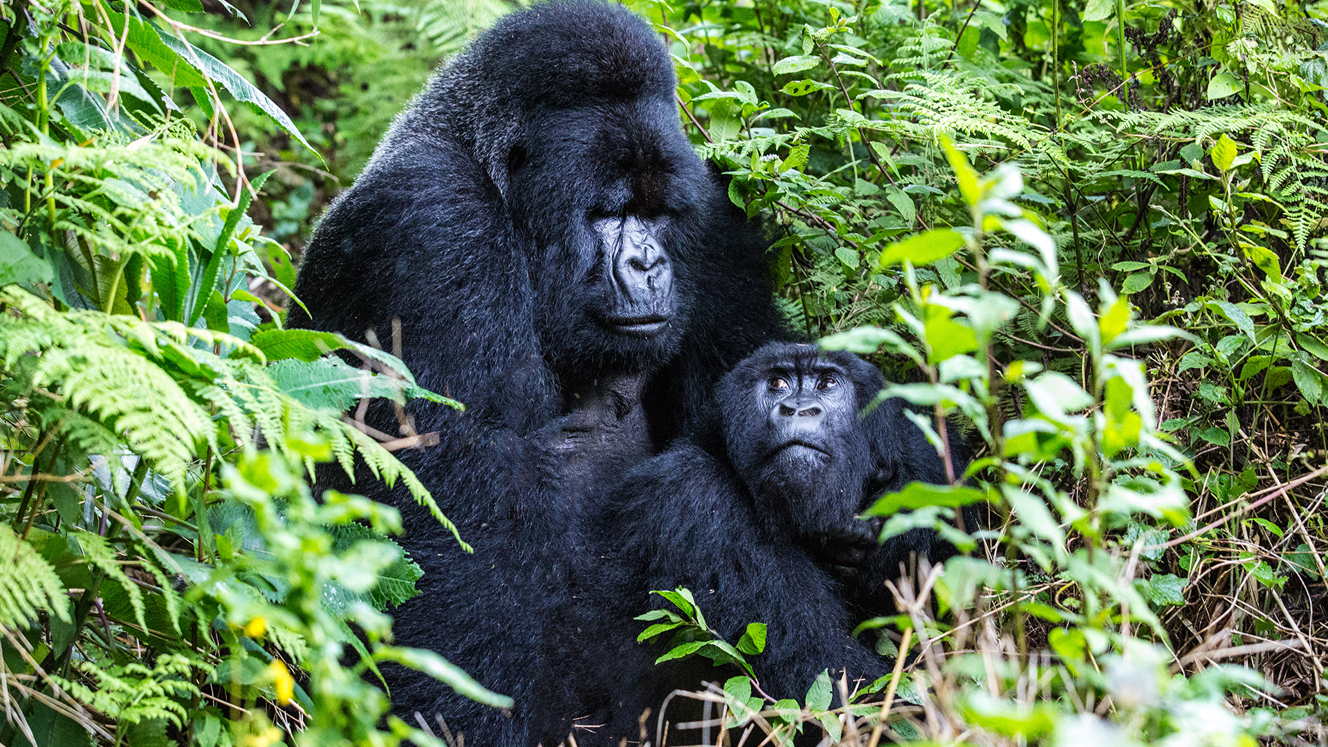 Páření horských goril ve Rwandě.