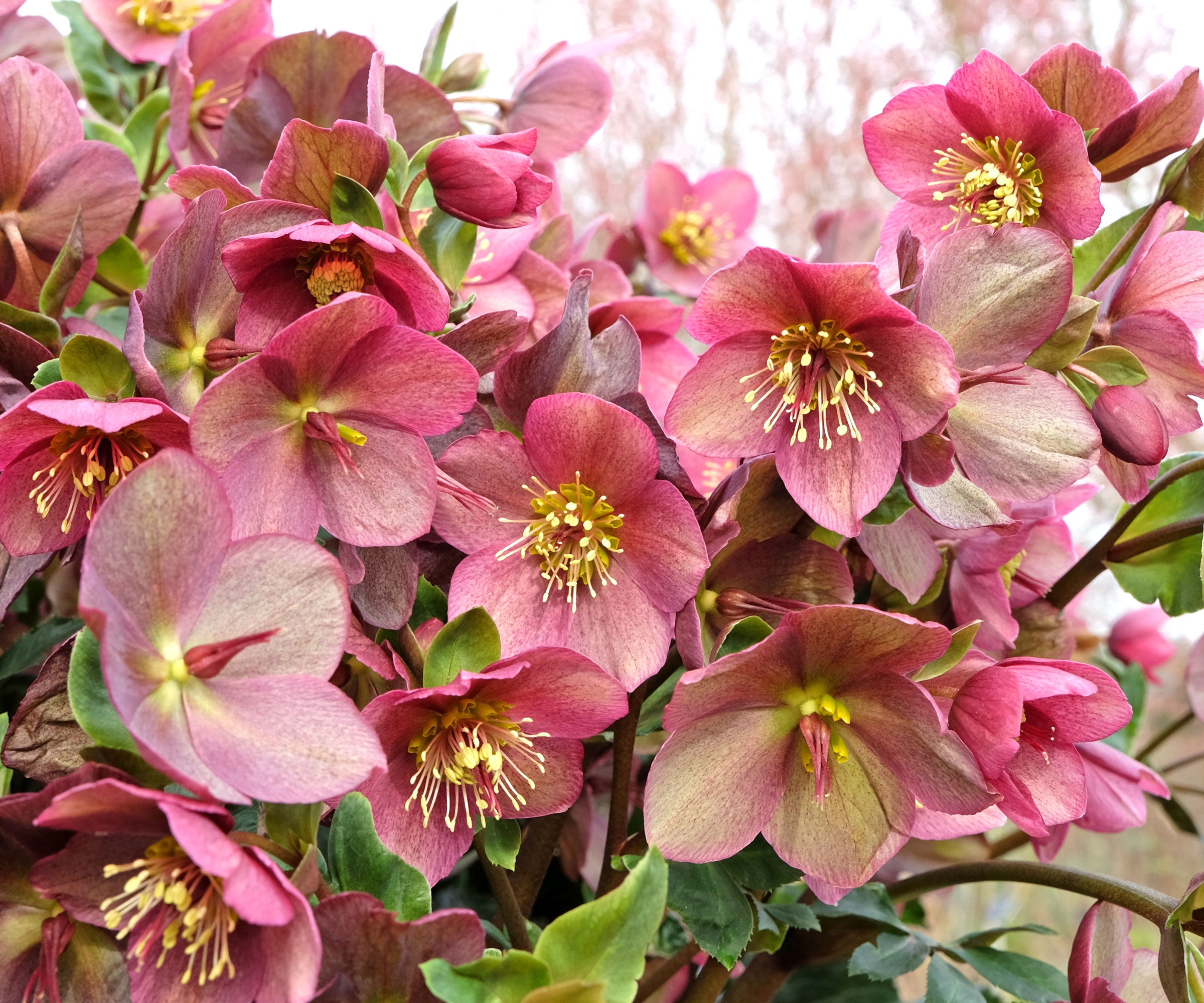 pink hellebore plants filled with red pink flowers