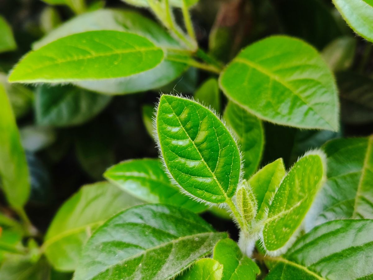 Xiaomi 13 Lite