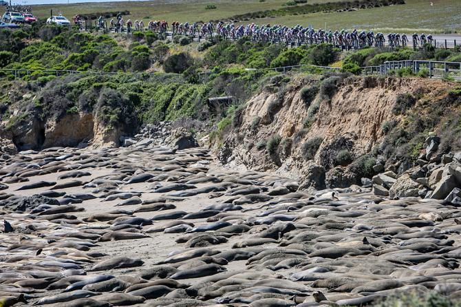 Elephant Seals line the beach as the race goes past.