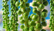 Fresh Brussel Sprouts Growing against a blue sky