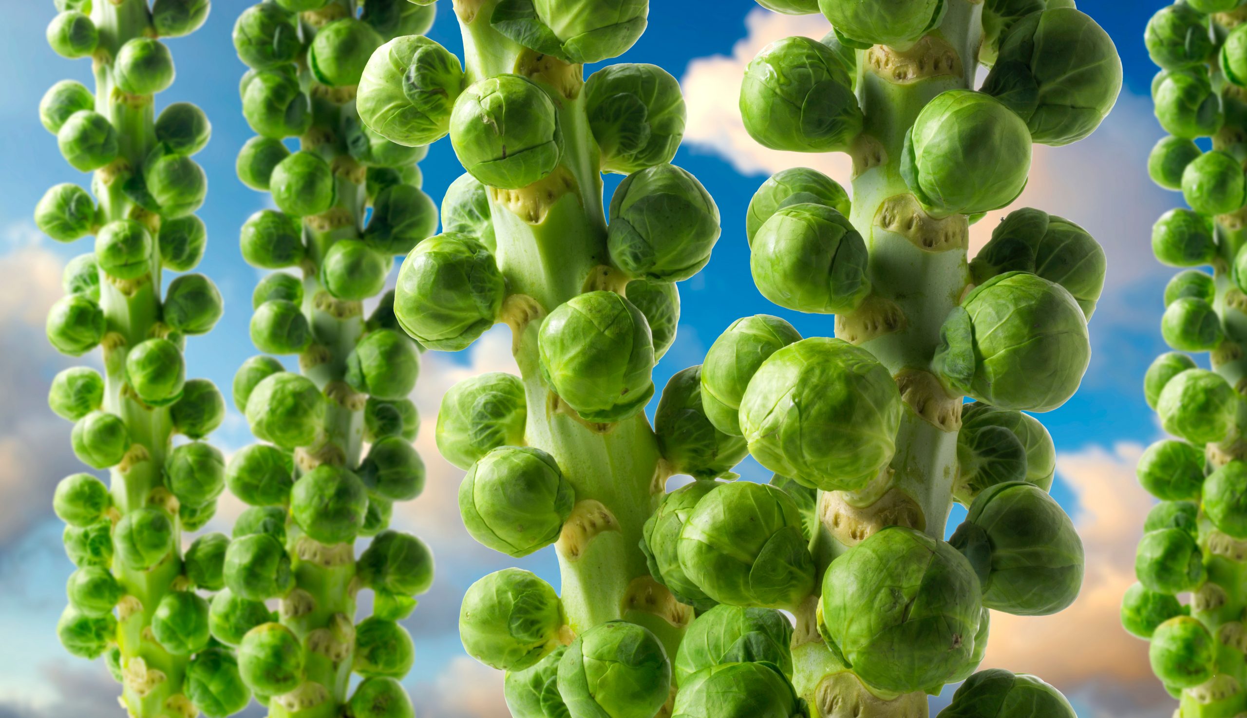 Fresh Brussel Sprouts Growing against a blue sky