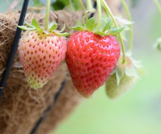 Strawberries fruiting in a hanging basket