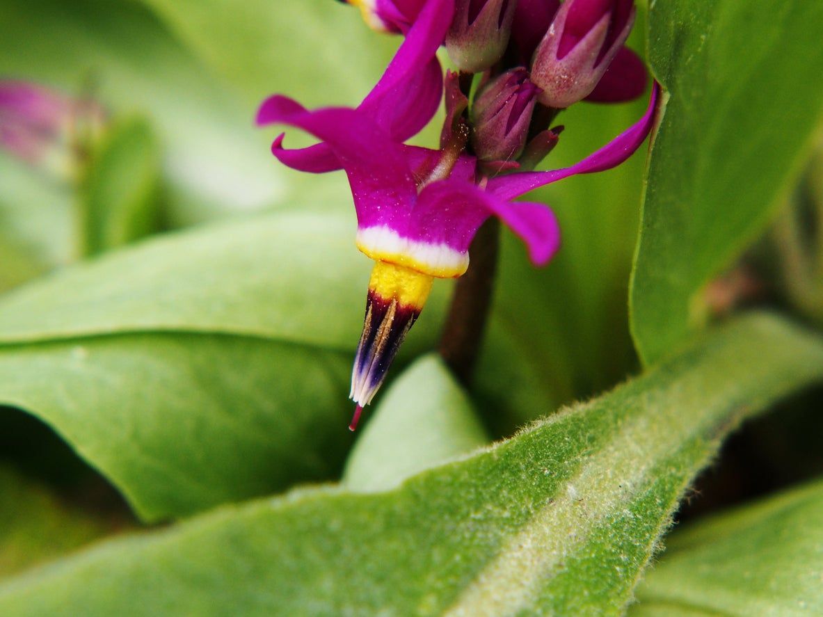 Shooting Star Plant