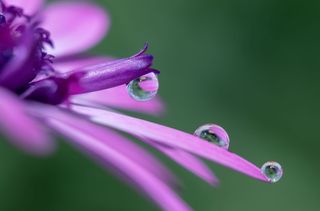 GuruShots - Macro Vision