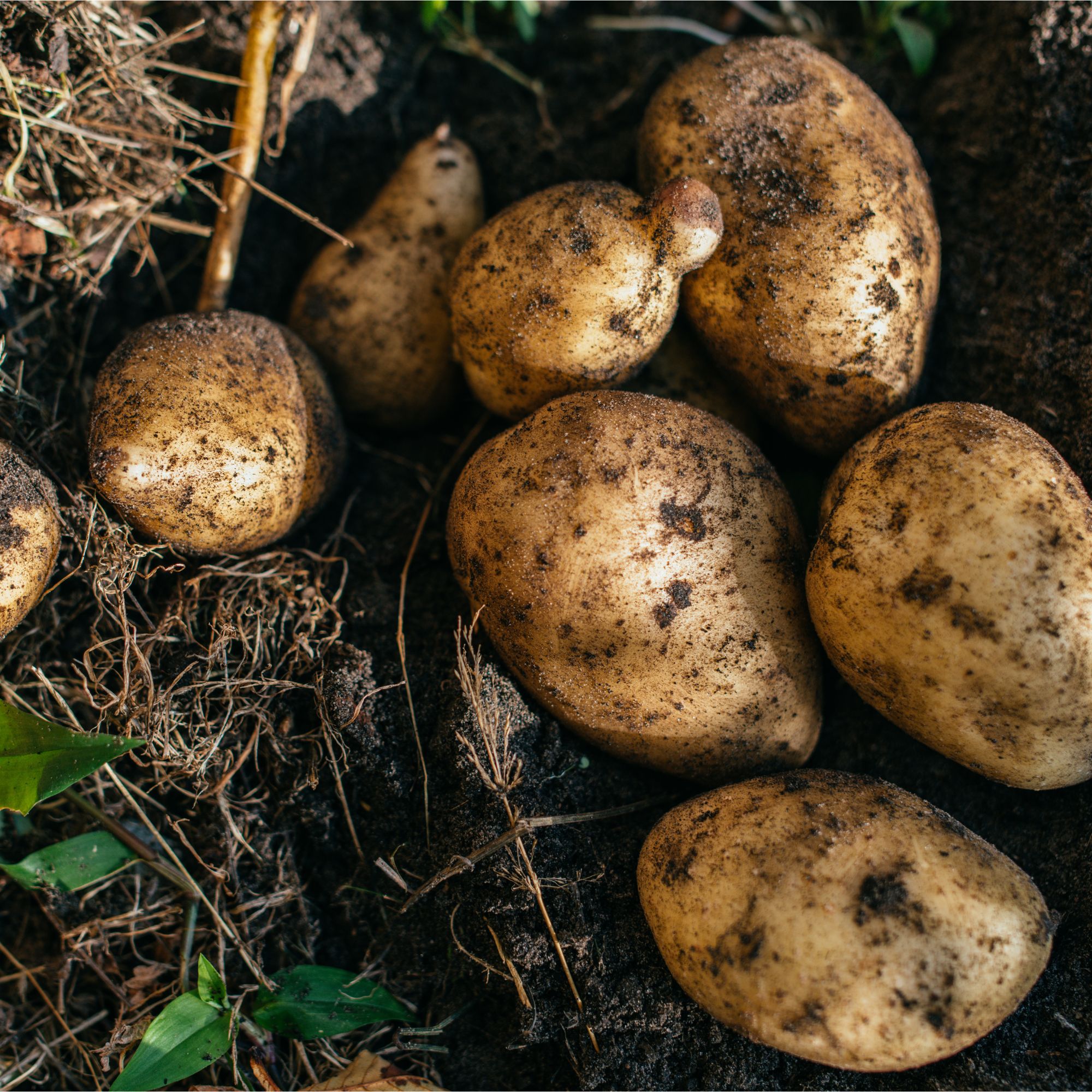 Freshly harvested potatoes in garden