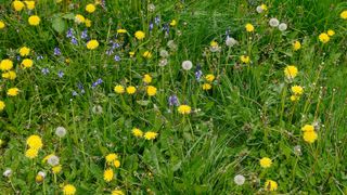 A garden lawn overgrown with grass, weeds and dandelions