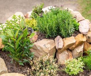 Herb snail built with stones. Thyme, bay leaf, rosemary, sage, peppermint, parsley, marjoram, olive herb