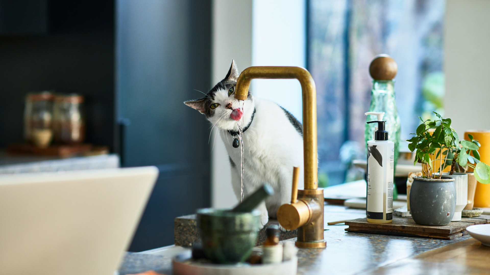 Cat on a worktop drinking from a gold tap