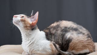 Cornish rex cat