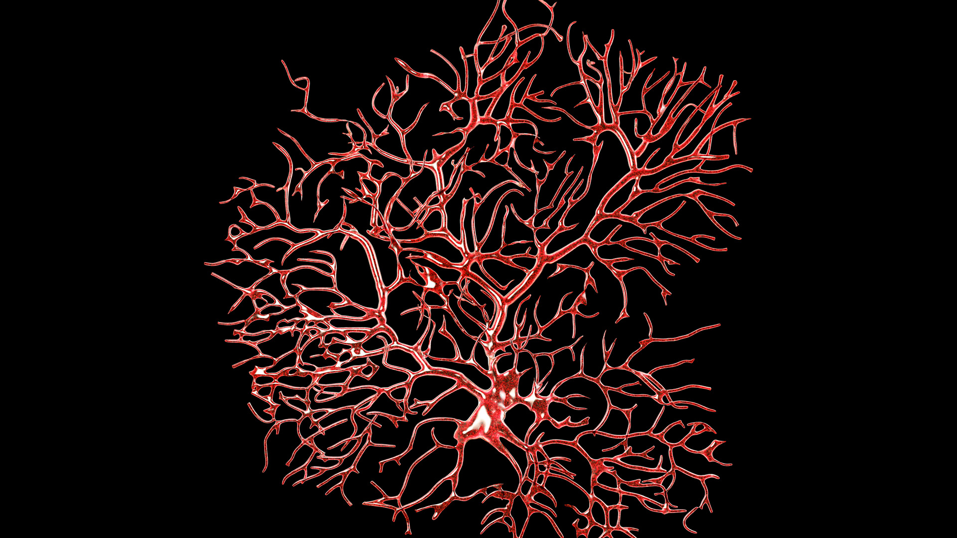 A close up of a red neural-like structure against a black background.