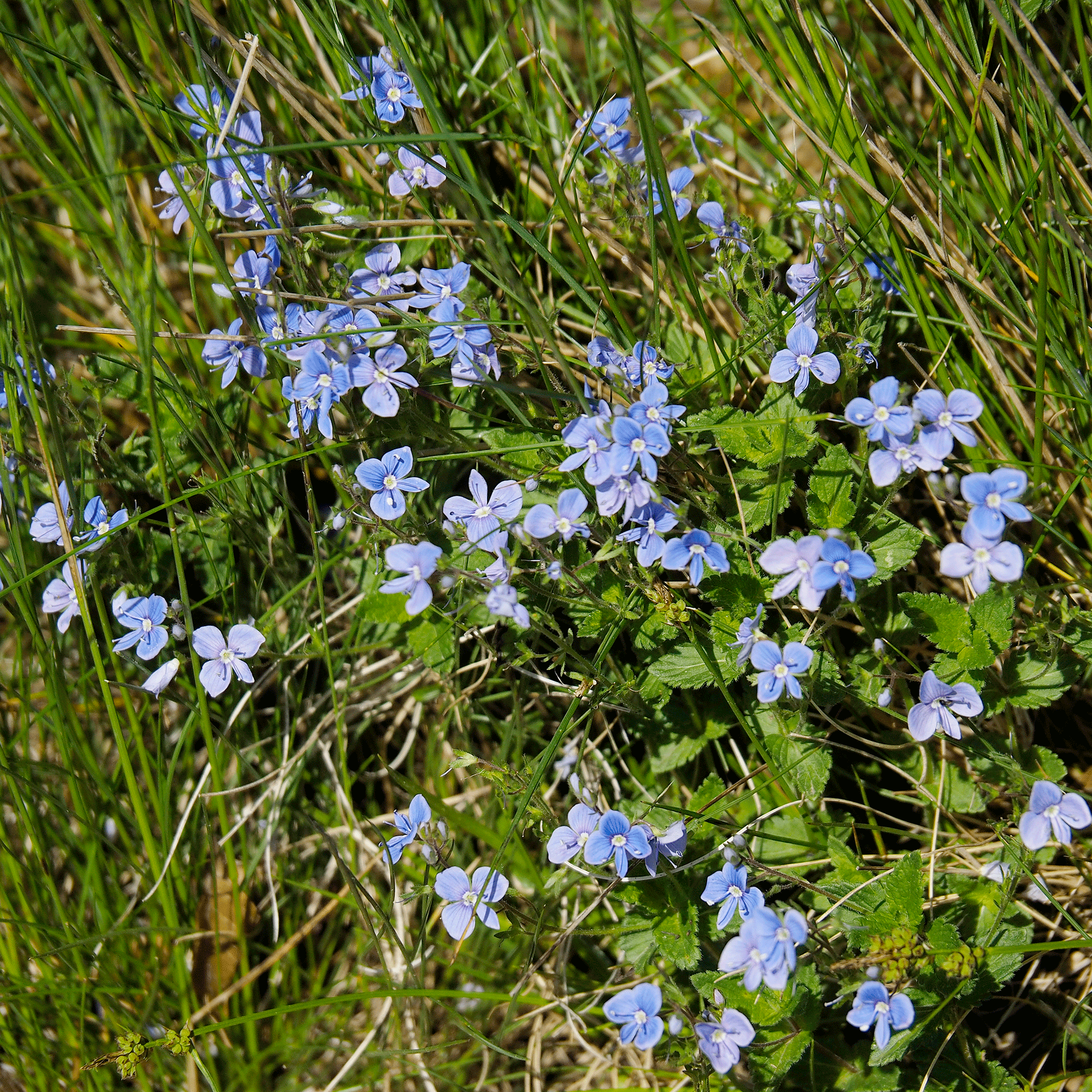 blue flowers in lawn
