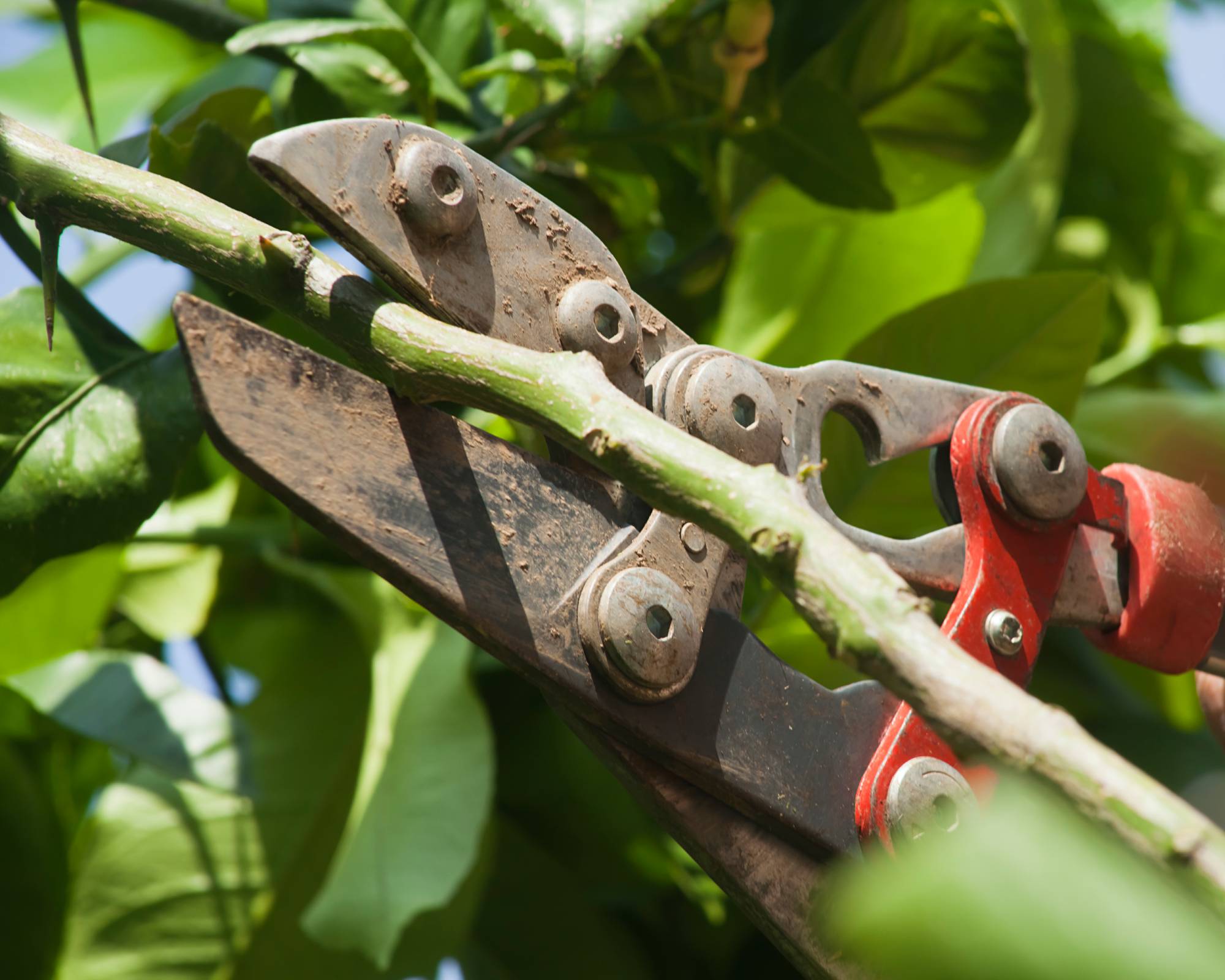 Pruning water sprout sucker from lemon tree