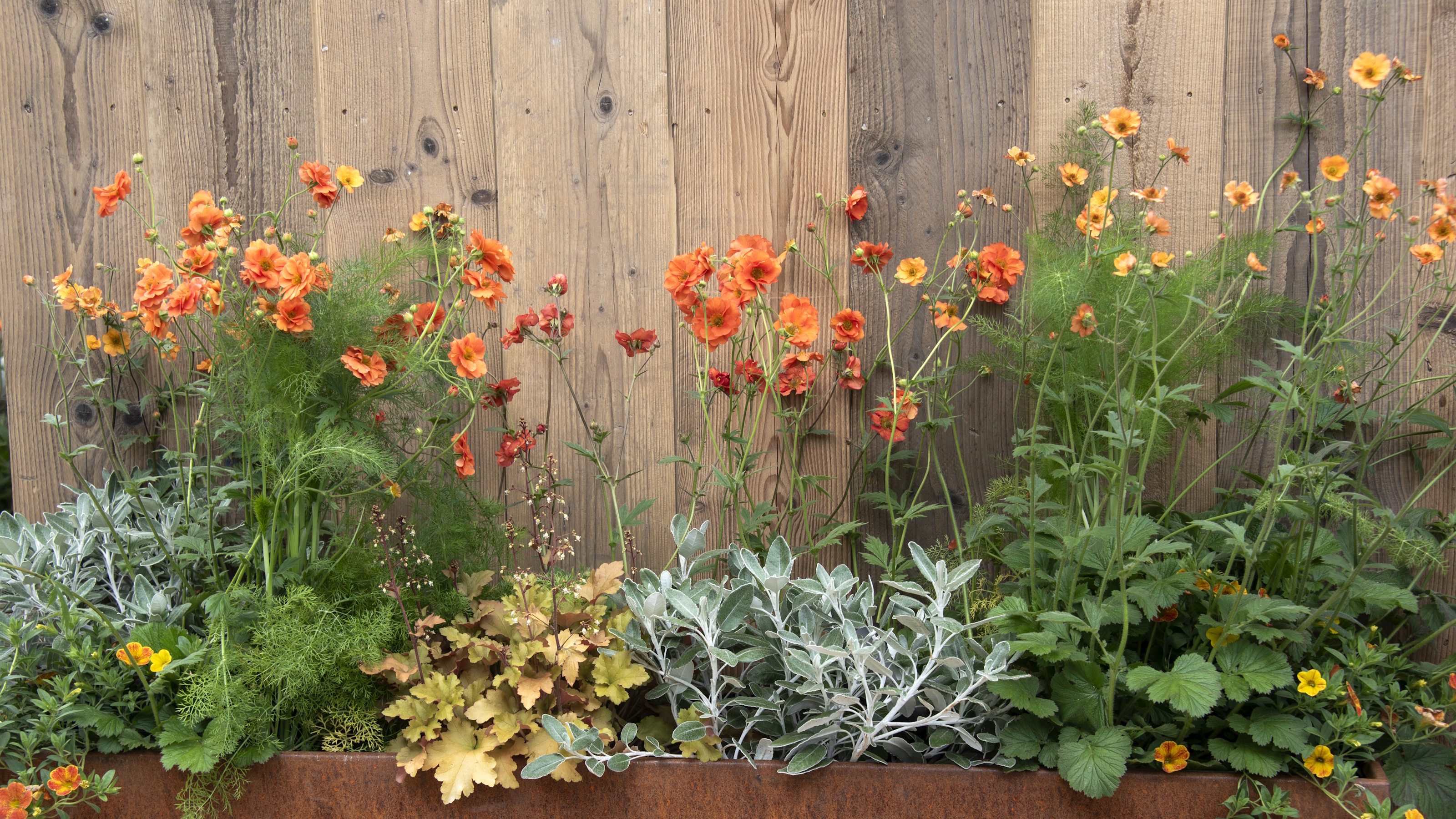 Corton steel raised bed filled with orange geum, coral bells and senecio against wooden fence