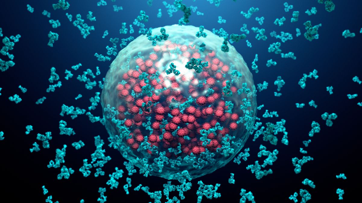 Antibodies destroy a virus infected cell.