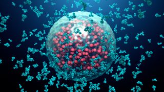 Antibodies destroy a virus infected cell.