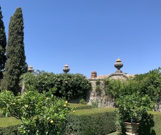 Villa La Foce parterre gardens, with box hedging and citrus pots in summer