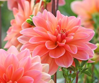 salmon pink dahlia flowers in summer border