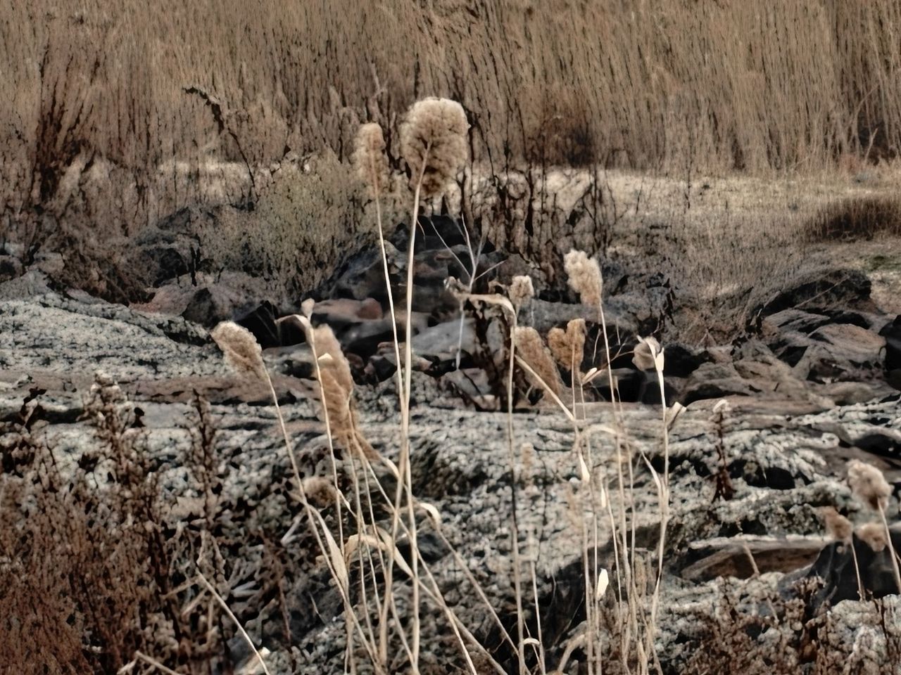 OnePlus 13 zoom sample.