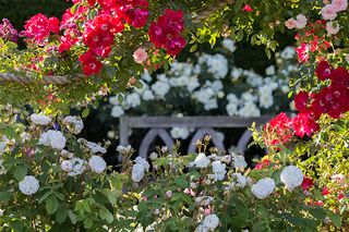 RHS Rosemoor