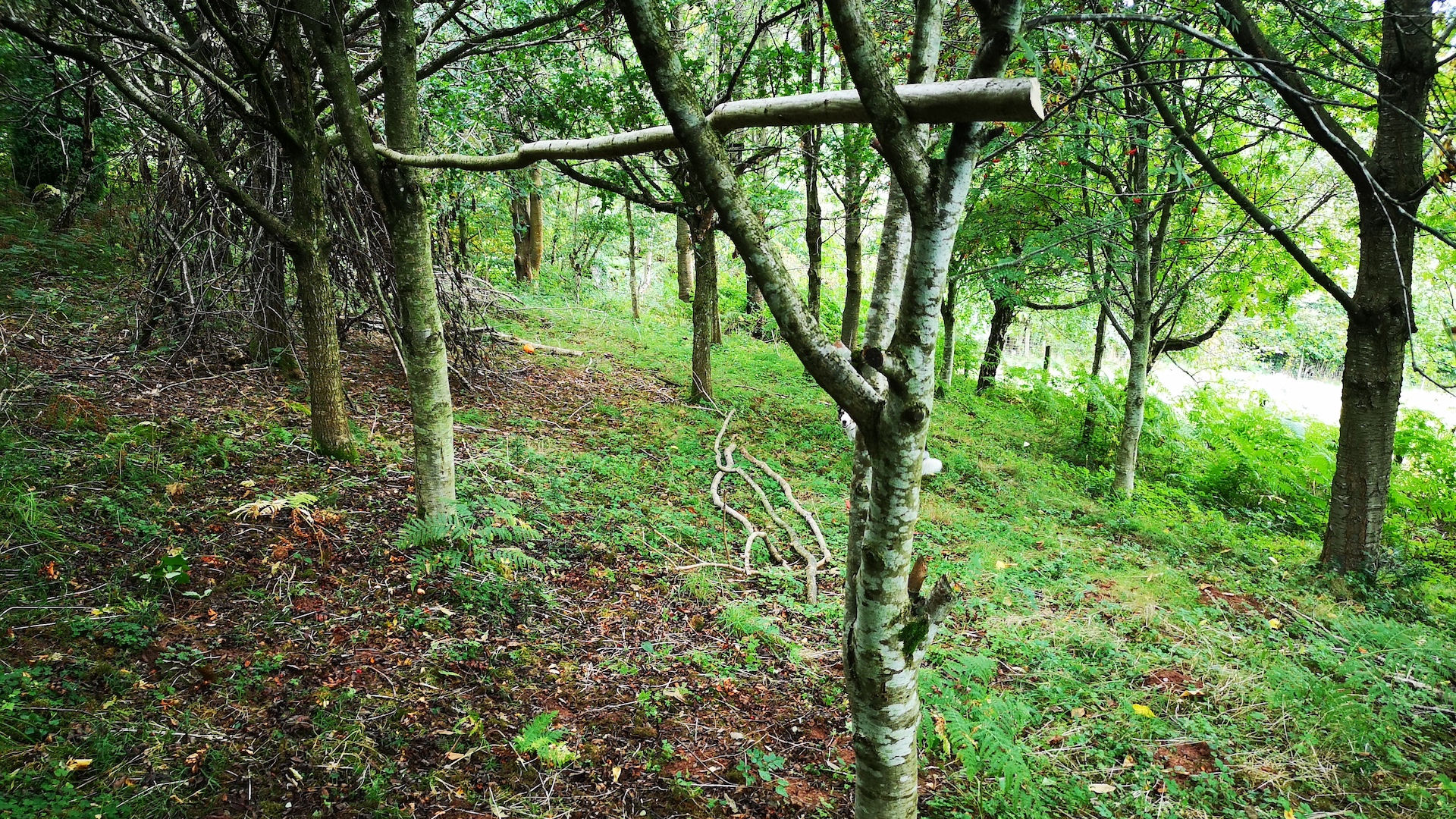 Two trees at just over a body-length apart