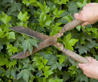 Cut back ivy