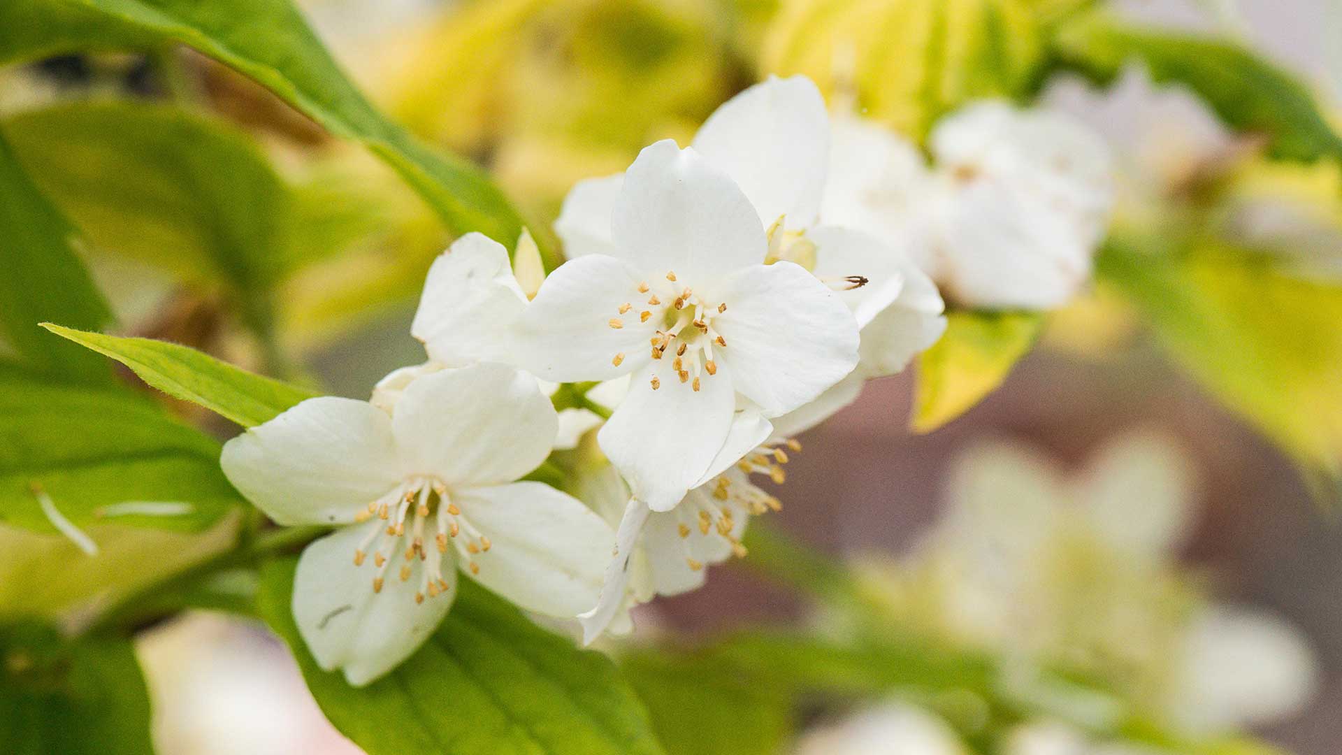 Golden mock orange flowers