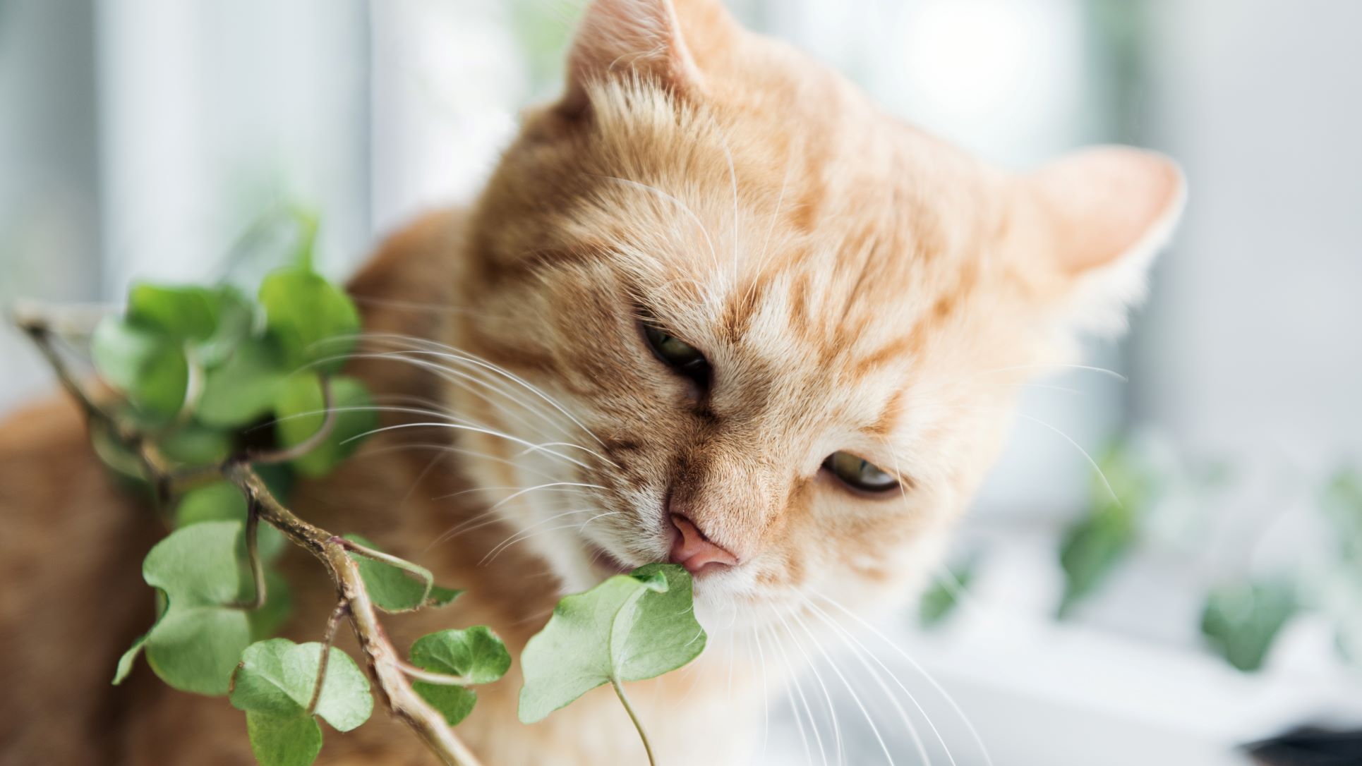 How to stop a cat from eating plants? PetsRadar