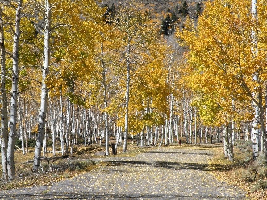 Pando grove in the fall.