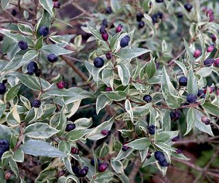 Myrtus communis ‘Variegata’ variegated myrtle with dark purple berries and variegated leaves