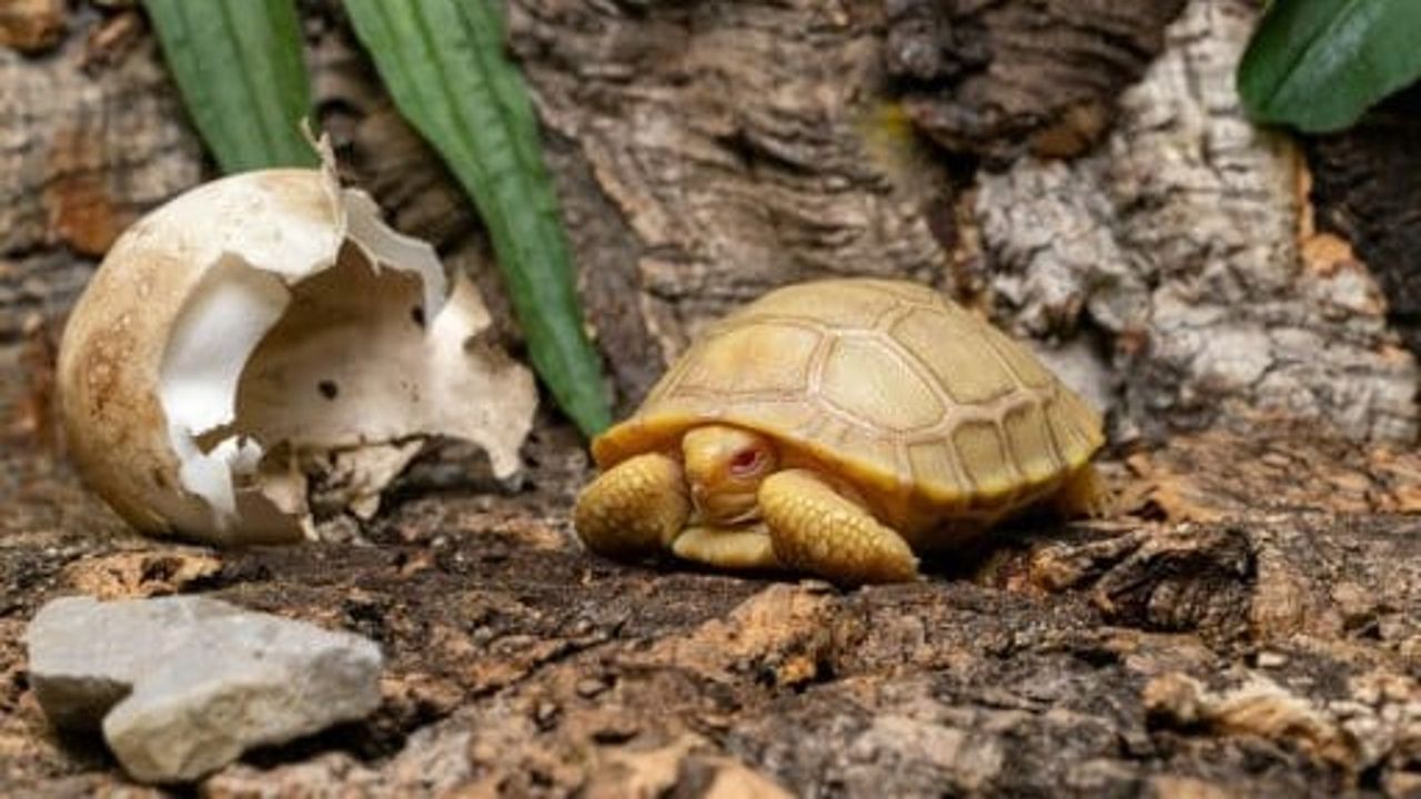 tortoise