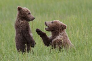 Comedy Wildlife Photo Awards 2022