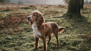 cocker spaniel